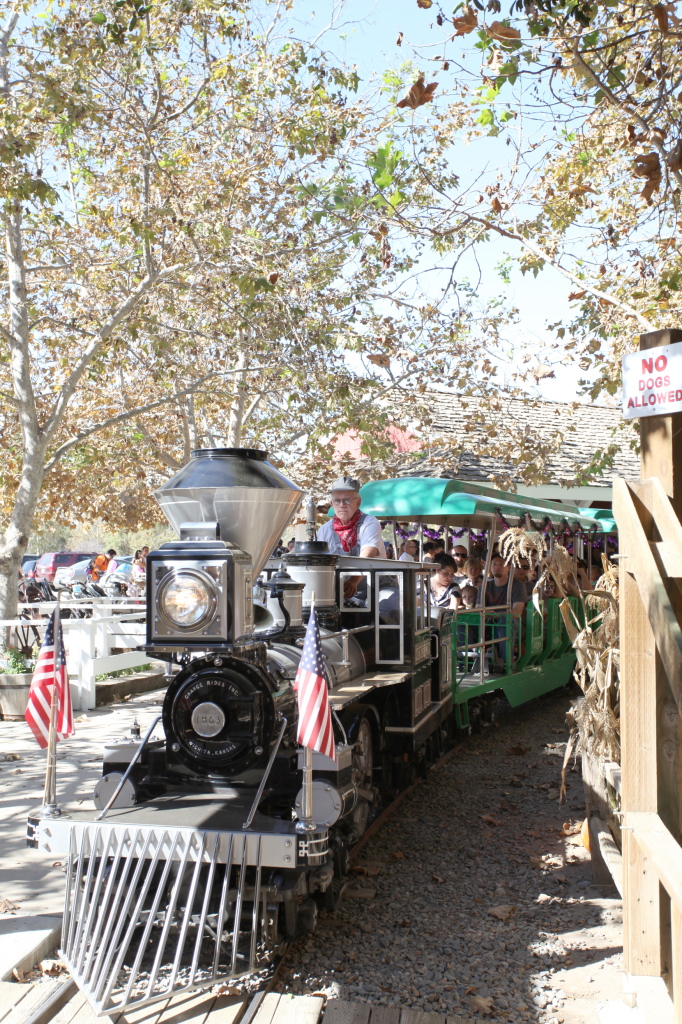 Train in Pumpkin Patch