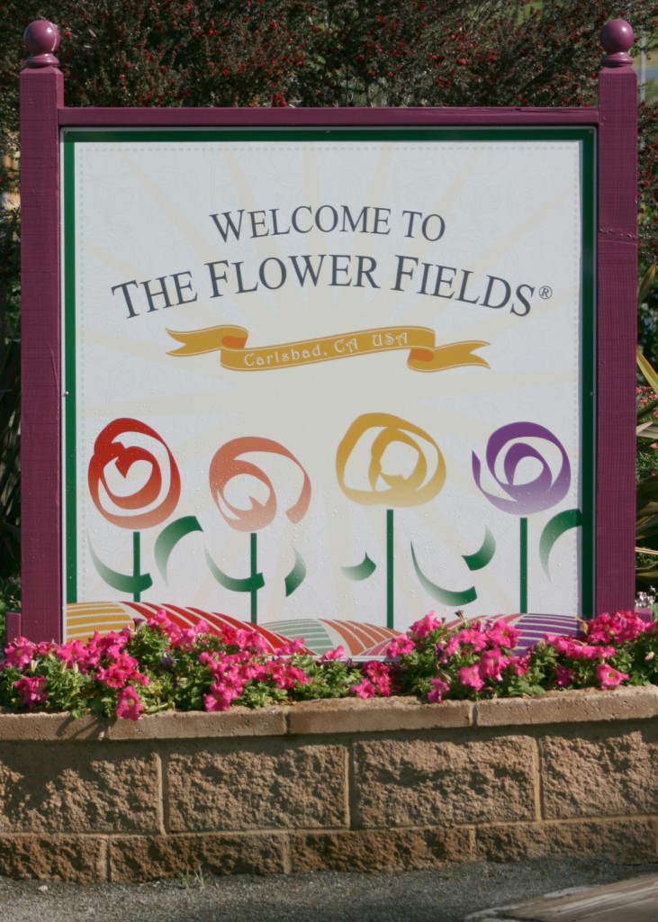 welcome-to-the-flower-fields