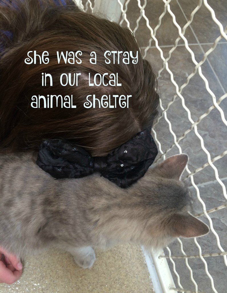 pet-adoption-she-was-a-stray
