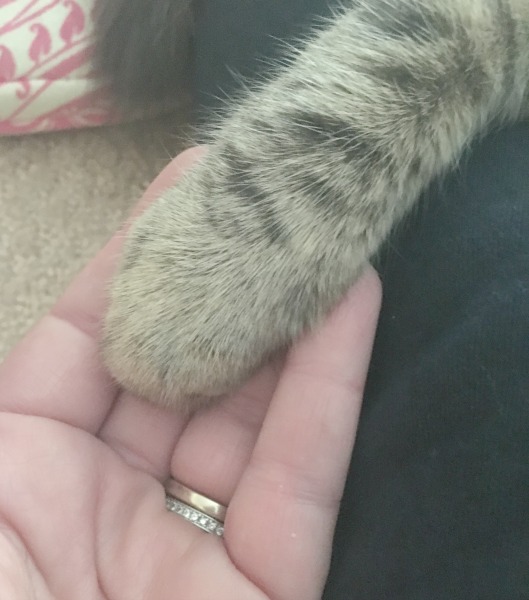 hold-hands-with-cats
