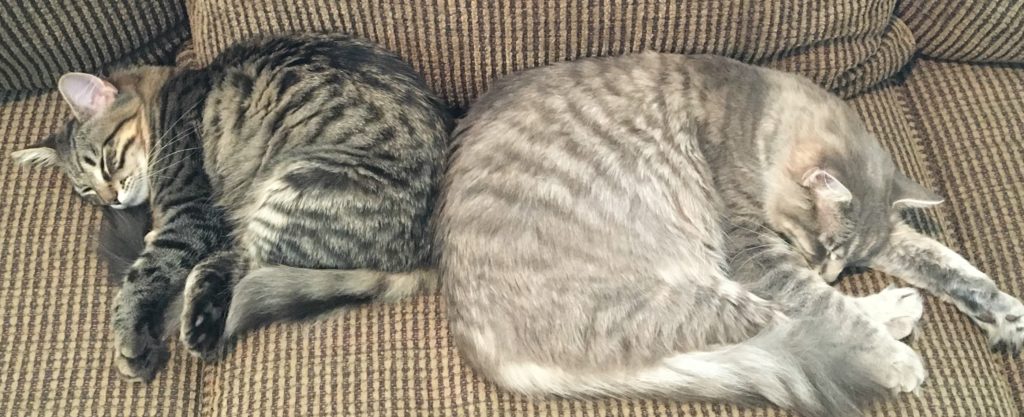 adopt-two-cats-together