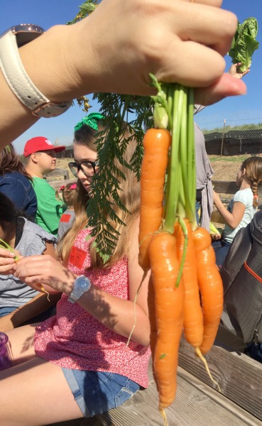 tanaka-farms-carrots