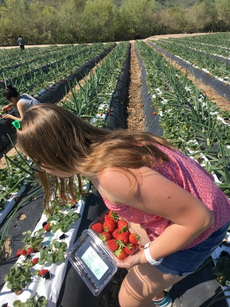 tanaka-farms-picking-strawberries