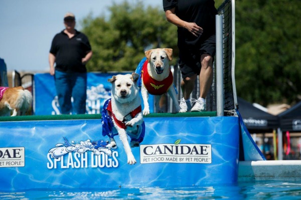 americas-family-pet-expo-splash-dogs