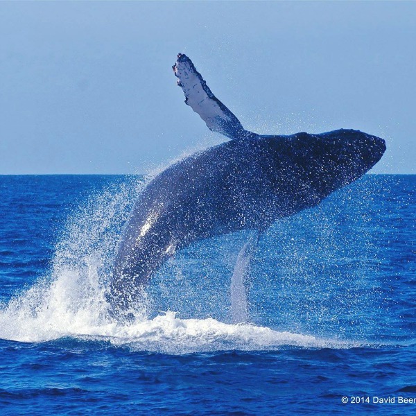 dana-point-harbor-whale-watching
