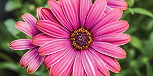 armstrong-garden-centers-flower