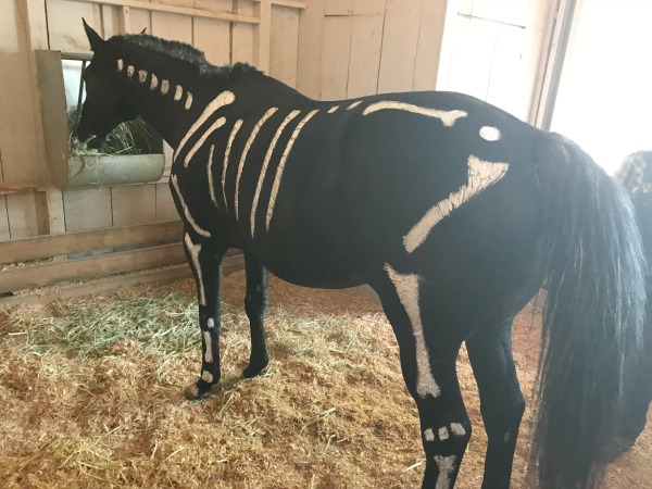 knotts-spooky-farm-livery-stable-horses