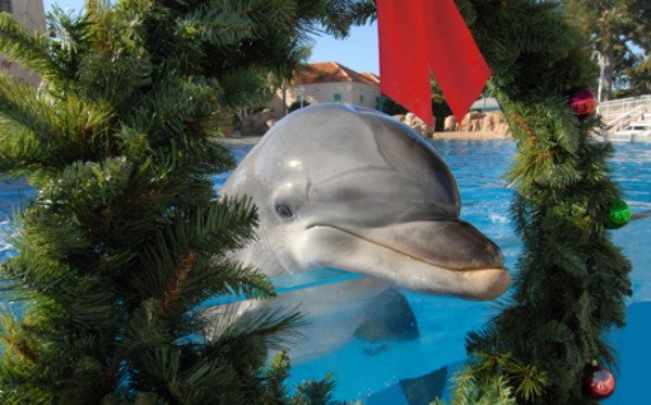 seaworld-dolphin-island-christmas