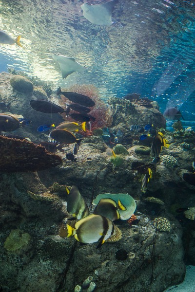 aquarium-of-the-pacific-tropical-pacific-gallery